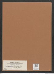 Navicula sentellum (smithii) O.M./Breb. (de-Toni-Nr.: Genus 1, Species 289) Zeichnungen Sammlung Grunow Mappe 00227 (Herbarium_W_Grunow_drawings_Folder_00227)